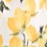 LEMON SHERBET