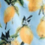 LEMON BLUE