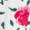 ROSE GARDEN